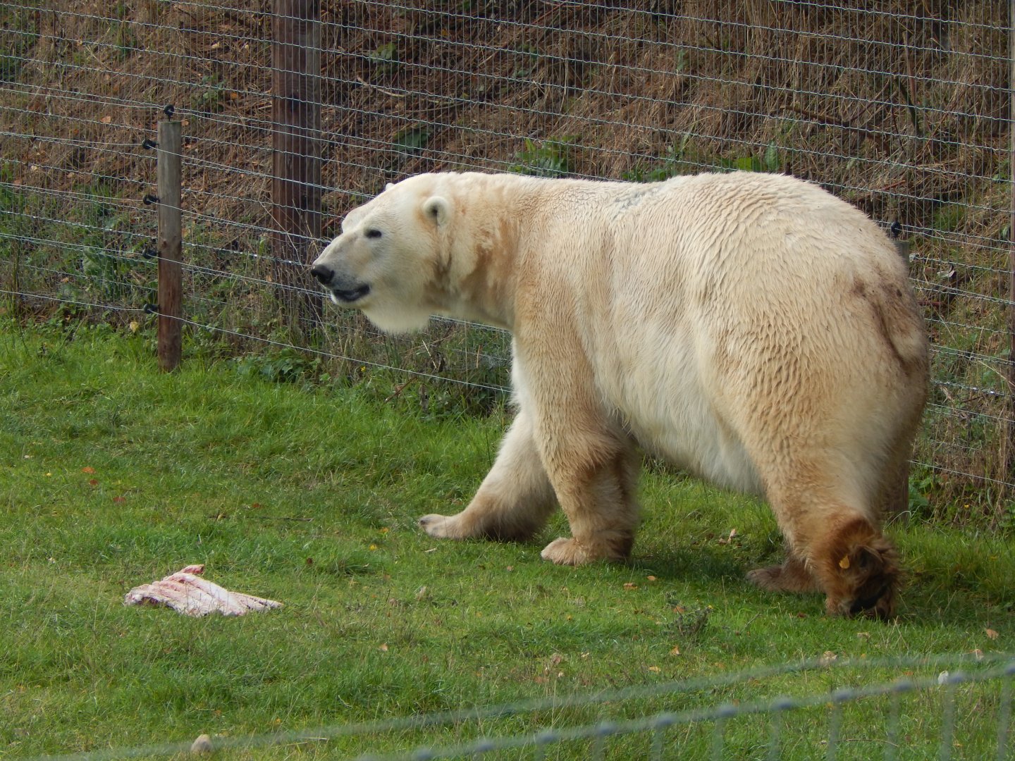 Project Polar habitat - Polar bear 121024