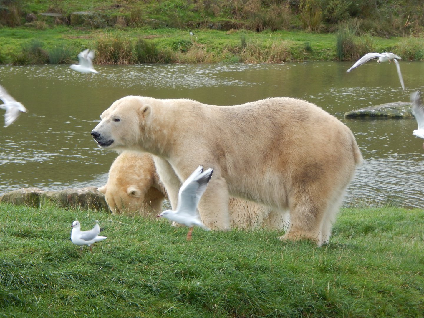 Project Polar habitat - Polar bears 121024