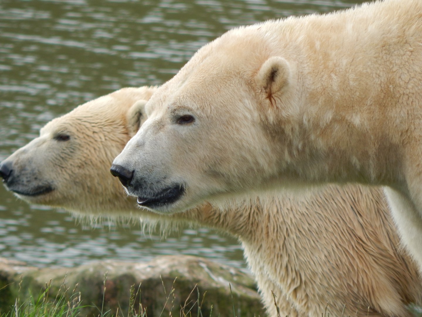Project Polar habitat - Polar bears 121024