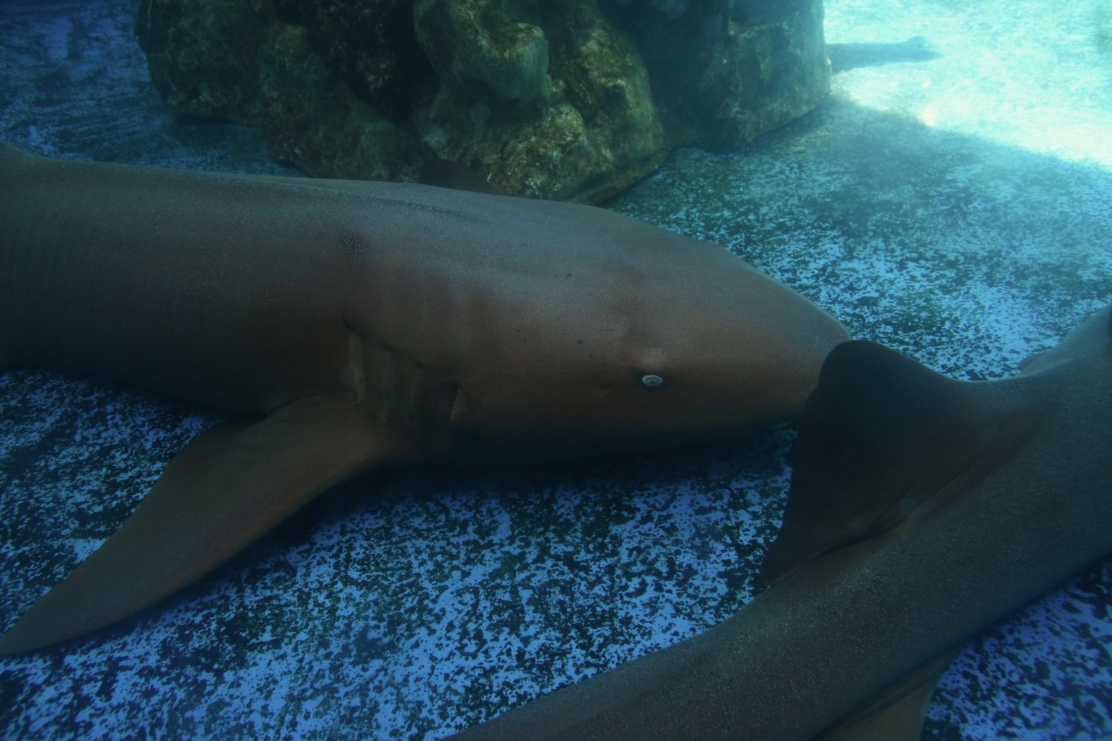 Projeto Tamar Praia do Forte - Ginglymostoma cirratum