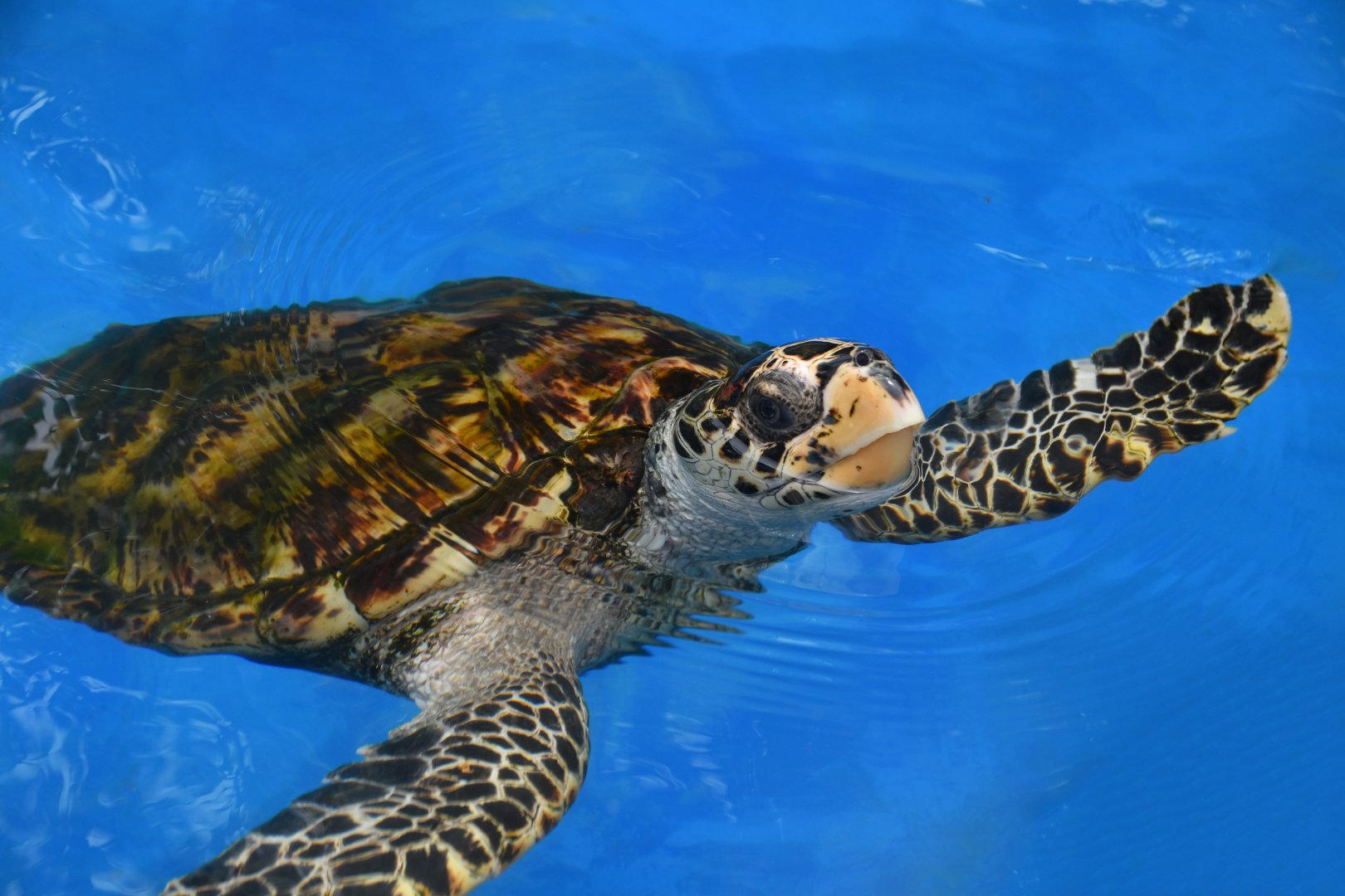 Projeto Tamar Praia do Forte - Hawksbill sea turtle