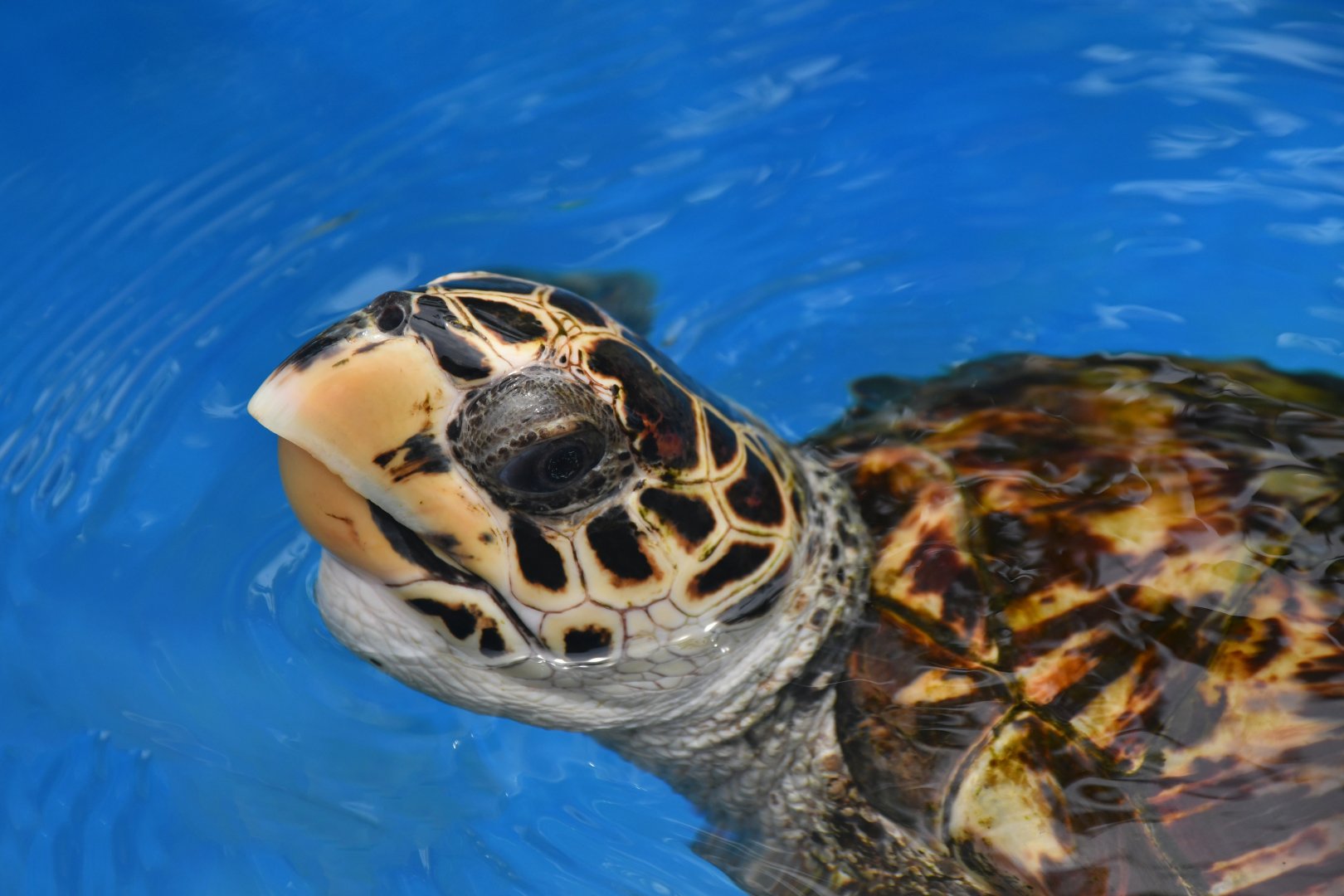 Projeto Tamar Praia do Forte - Hawksbill sea turtle