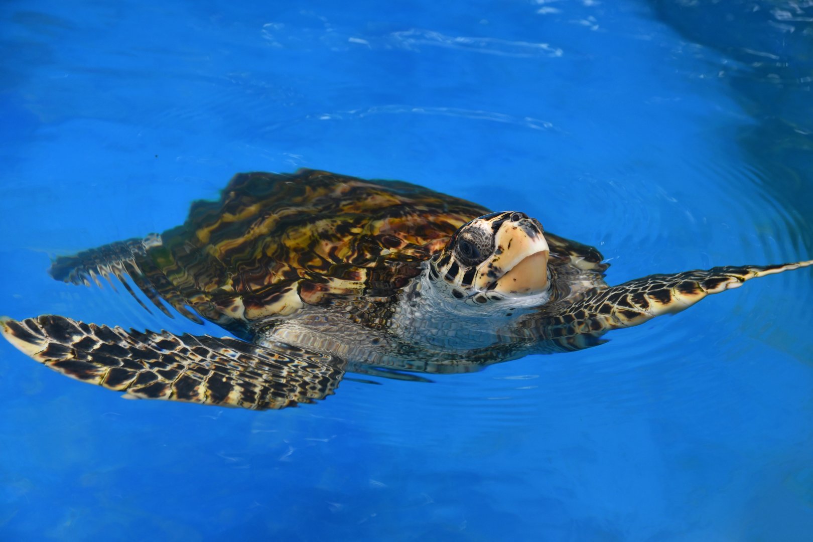 Projeto Tamar Praia do Forte - Hawksbill sea turtle