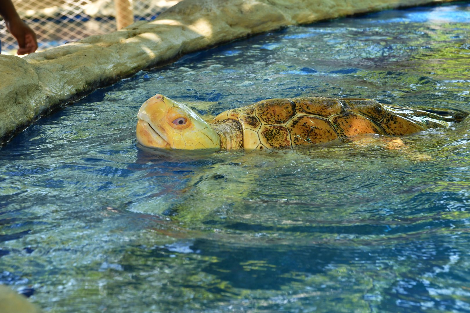 Projeto Tamar Praia do Forte - Leucistic Loggerhead sea turtle