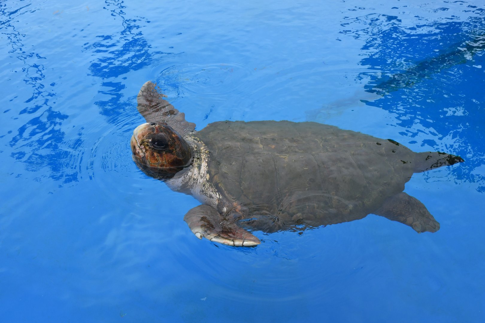 Projeto Tamar Praia do Forte - Loggerhead sea turtle
