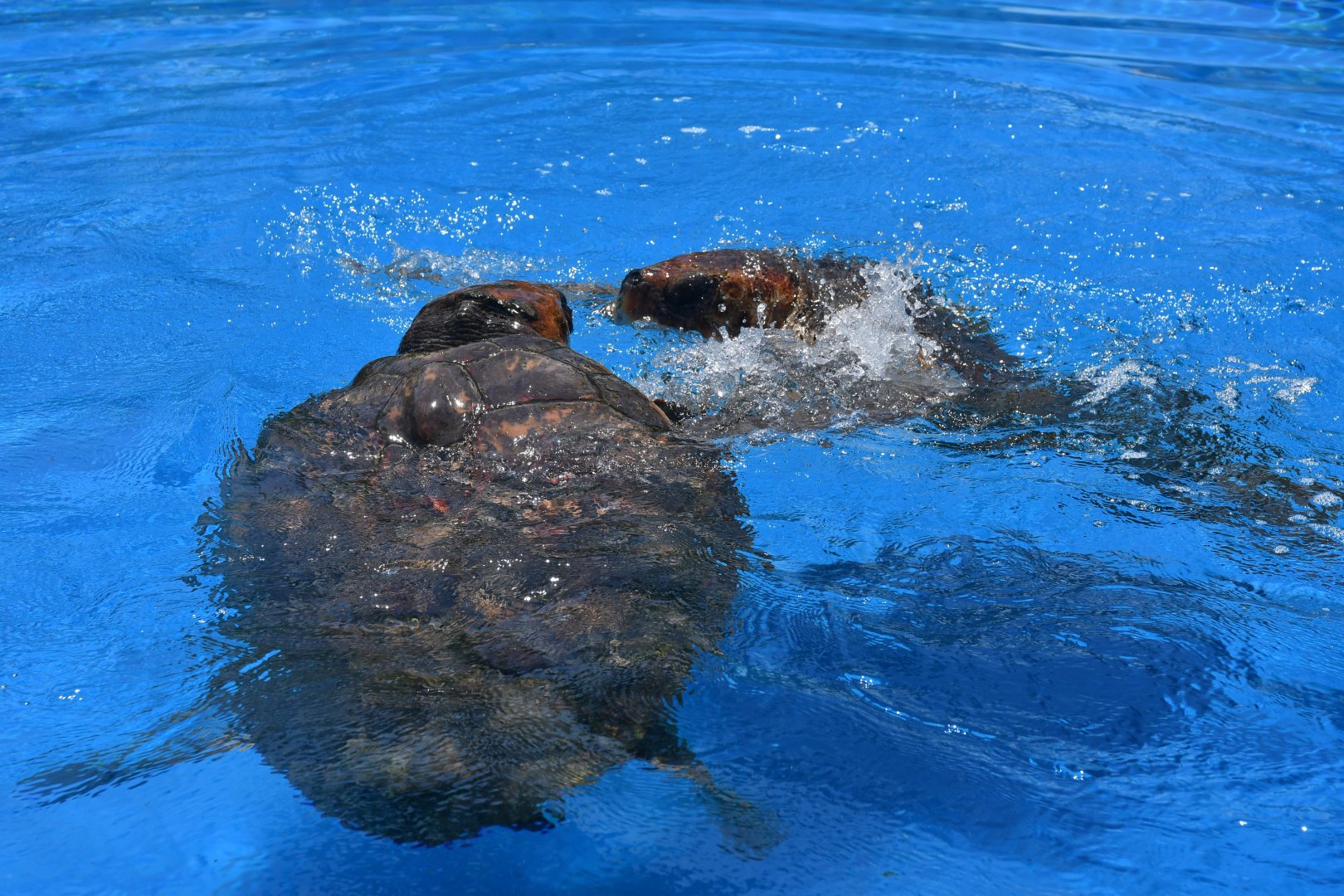 Projeto Tamar Praia do Forte - Loggerhead sea turtle