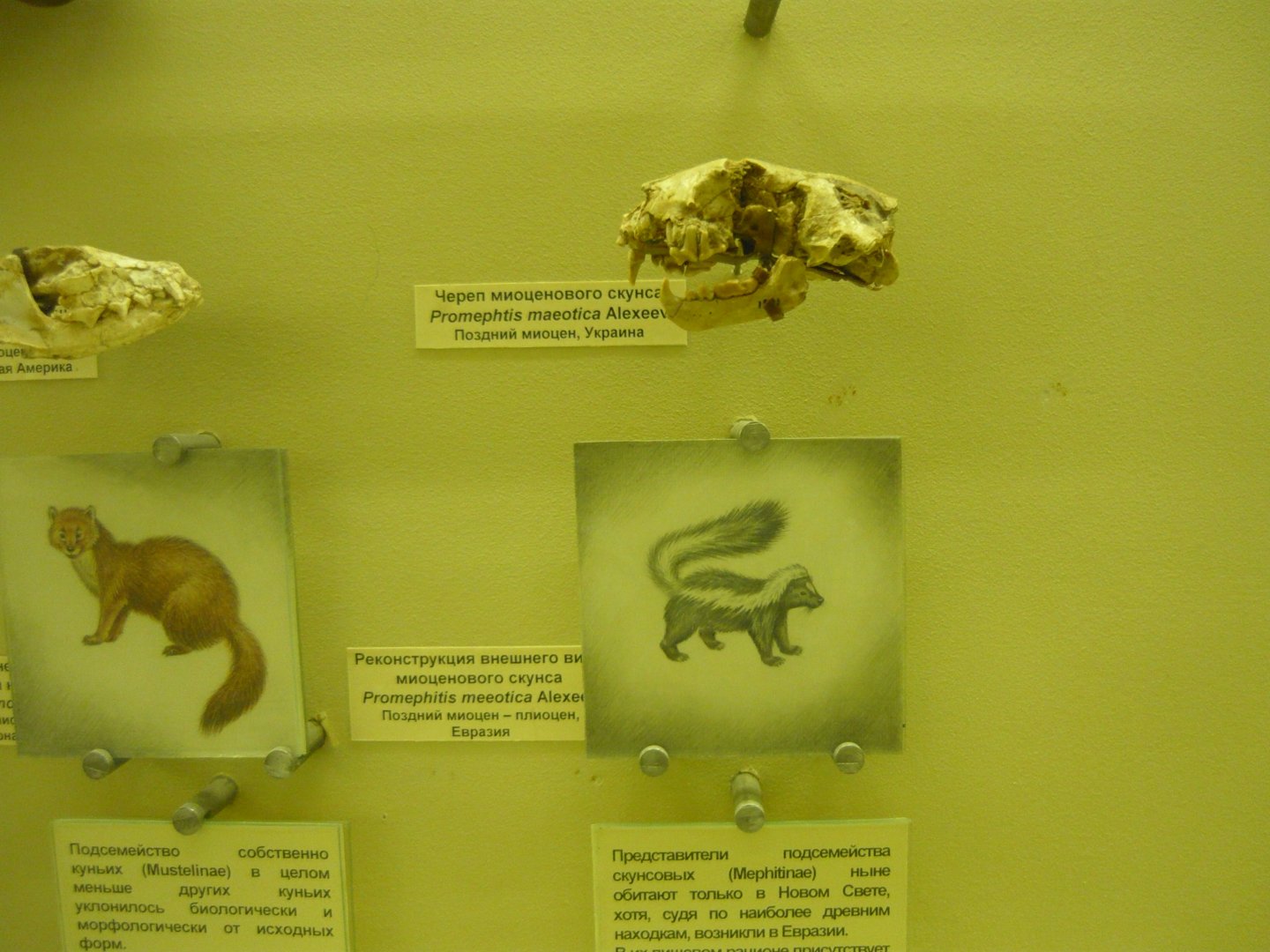 Promephitis maeotica skull