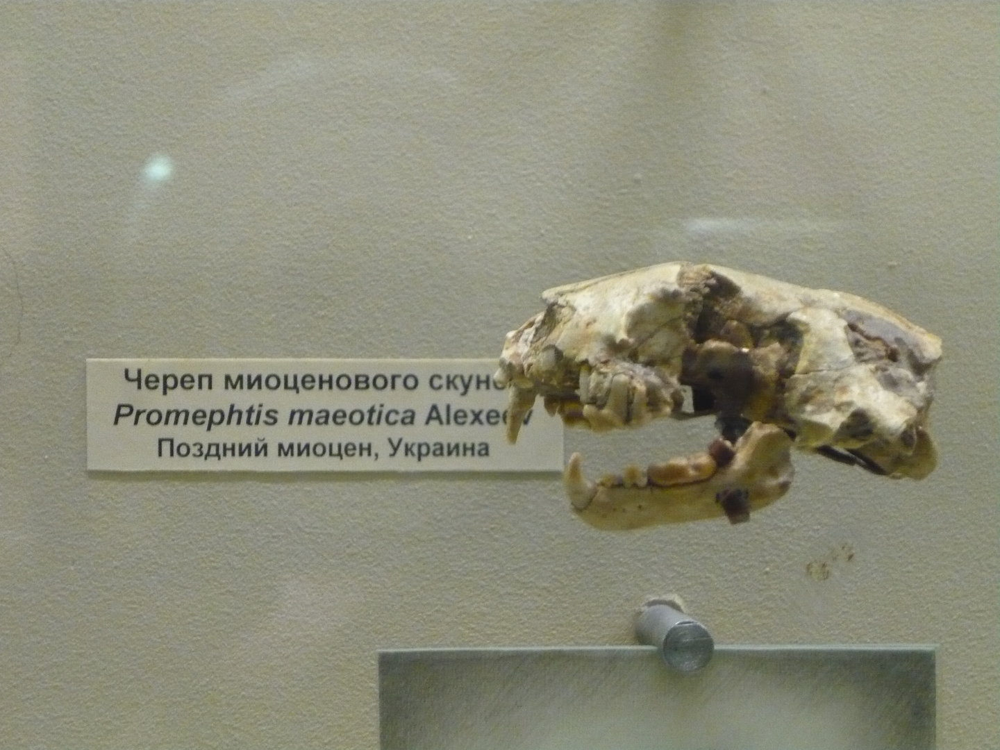 Promephitis maeotica skull