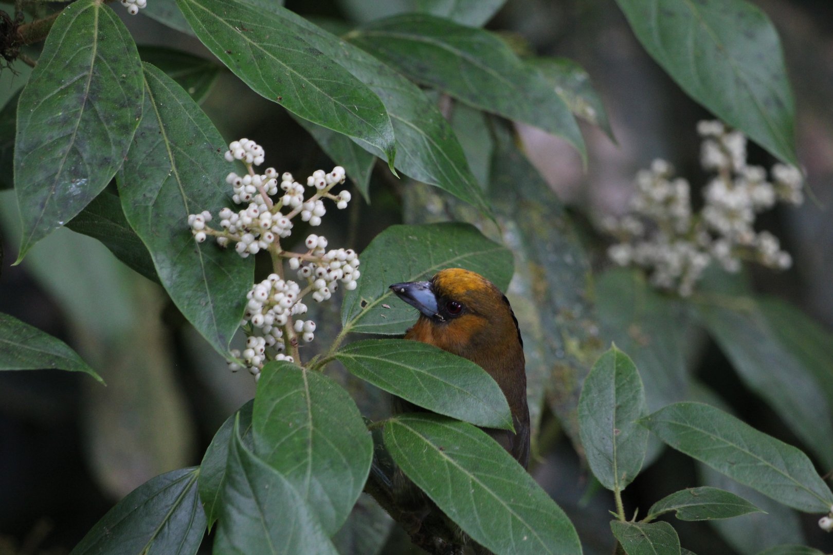 Prong-billed Barbet