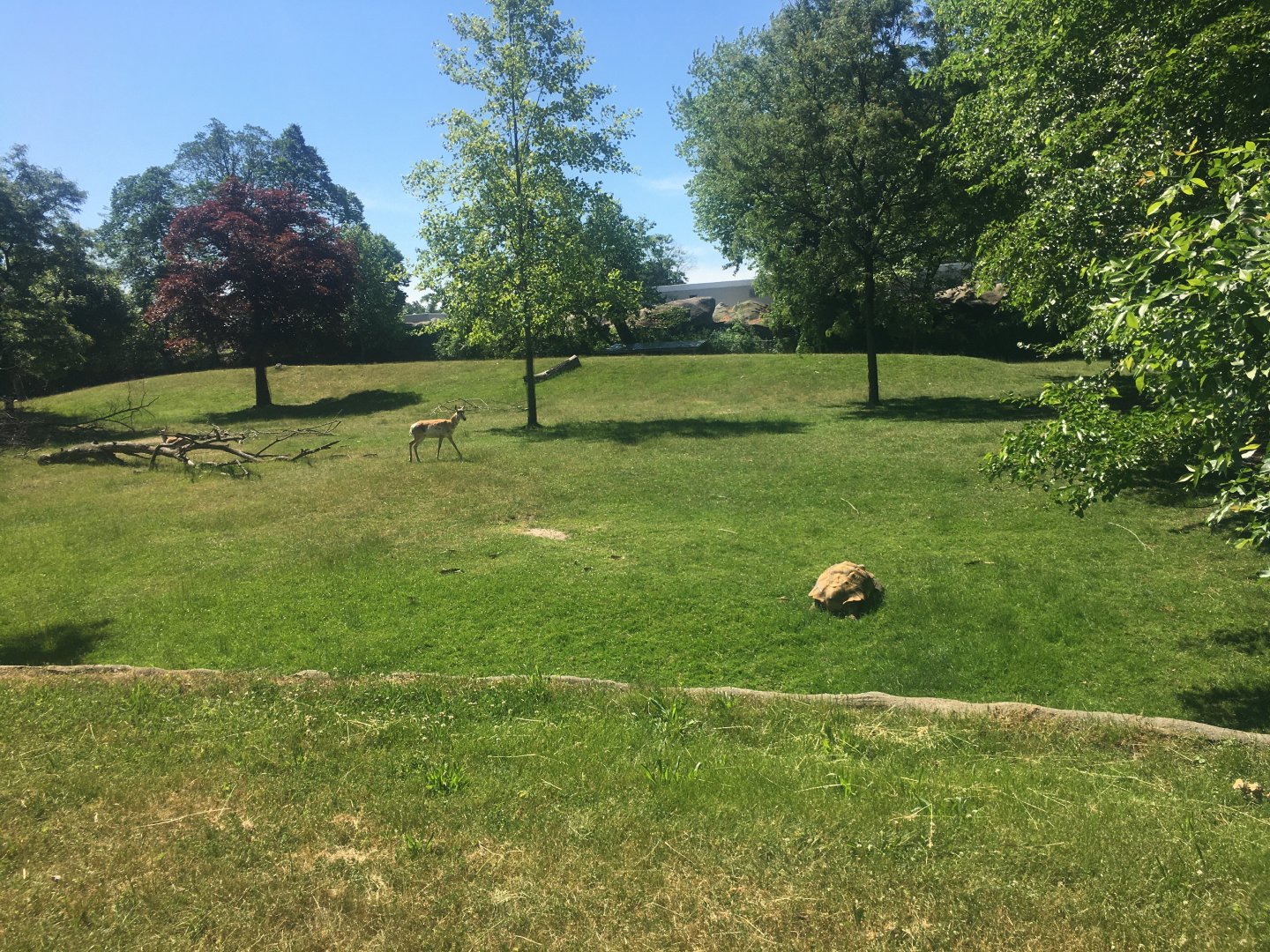 Pronghorn & African Spurred Tortoise