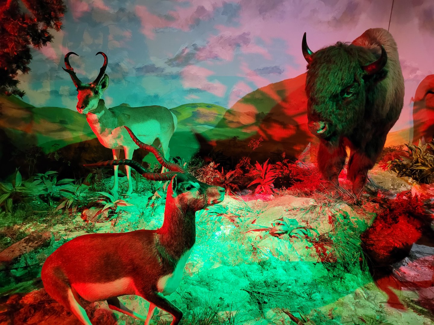 Pronghorn, American bison and Blackbuck taxidermy -Parc Animalier des Pyrénées (2023)