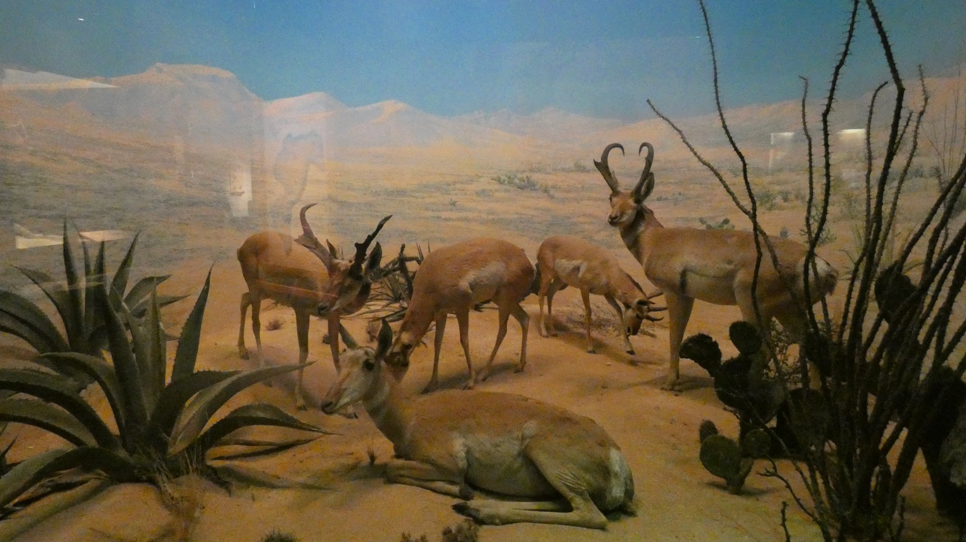 Pronghorn, American Wilderness Display - Feb. 2022