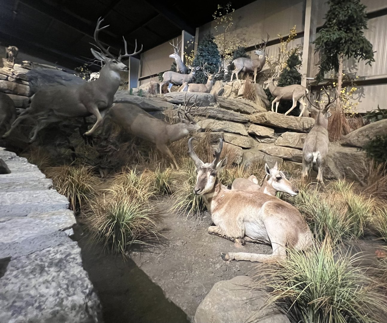 Pronghorn and Mule Deer