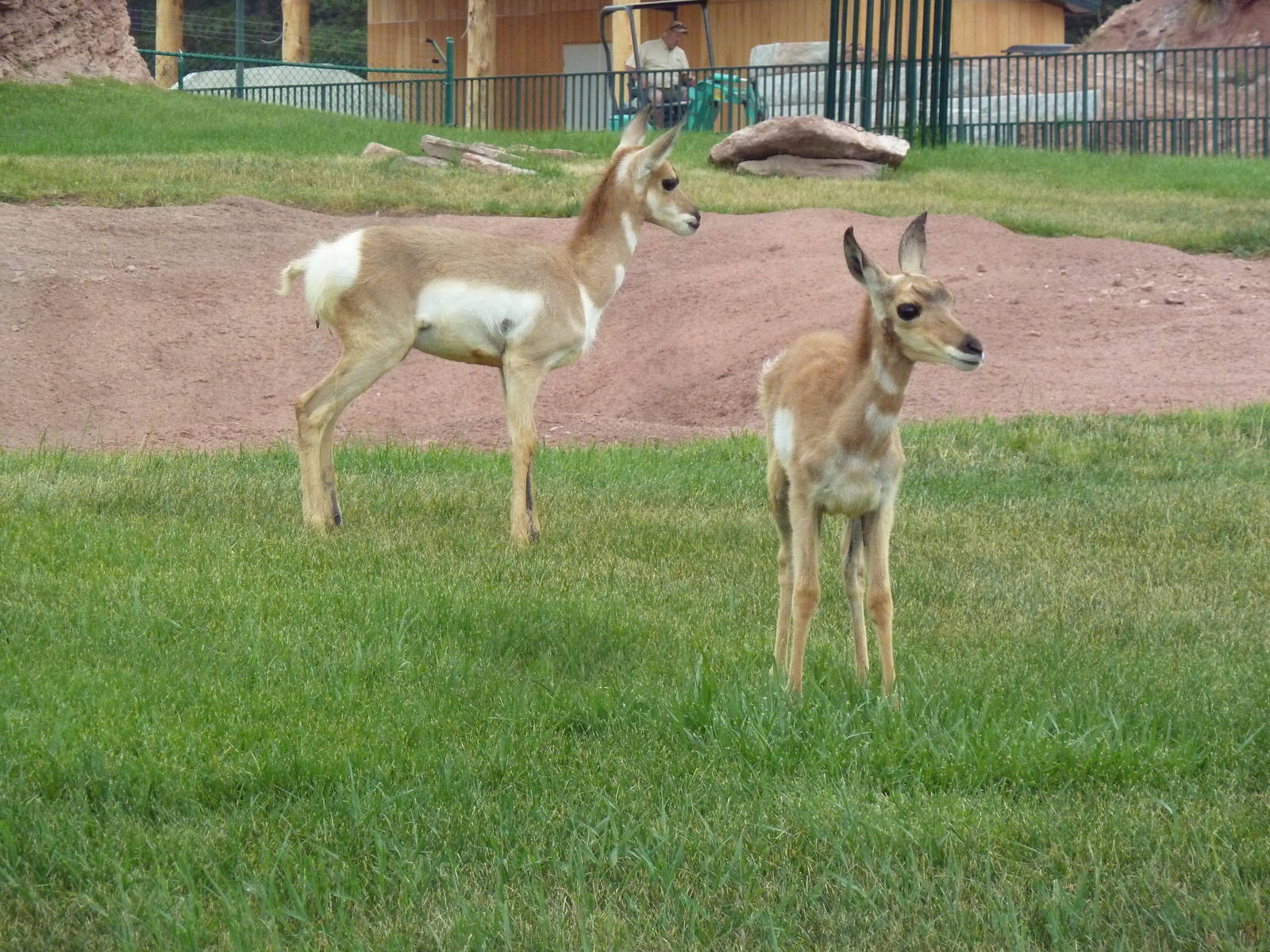 Pronghorn Antelope Exhibit (youngsters)