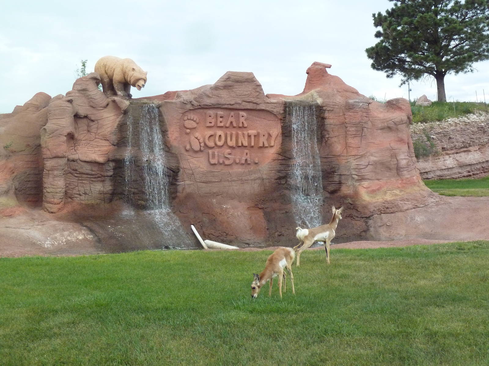 Pronghorn Antelope Exhibit (youngsters)