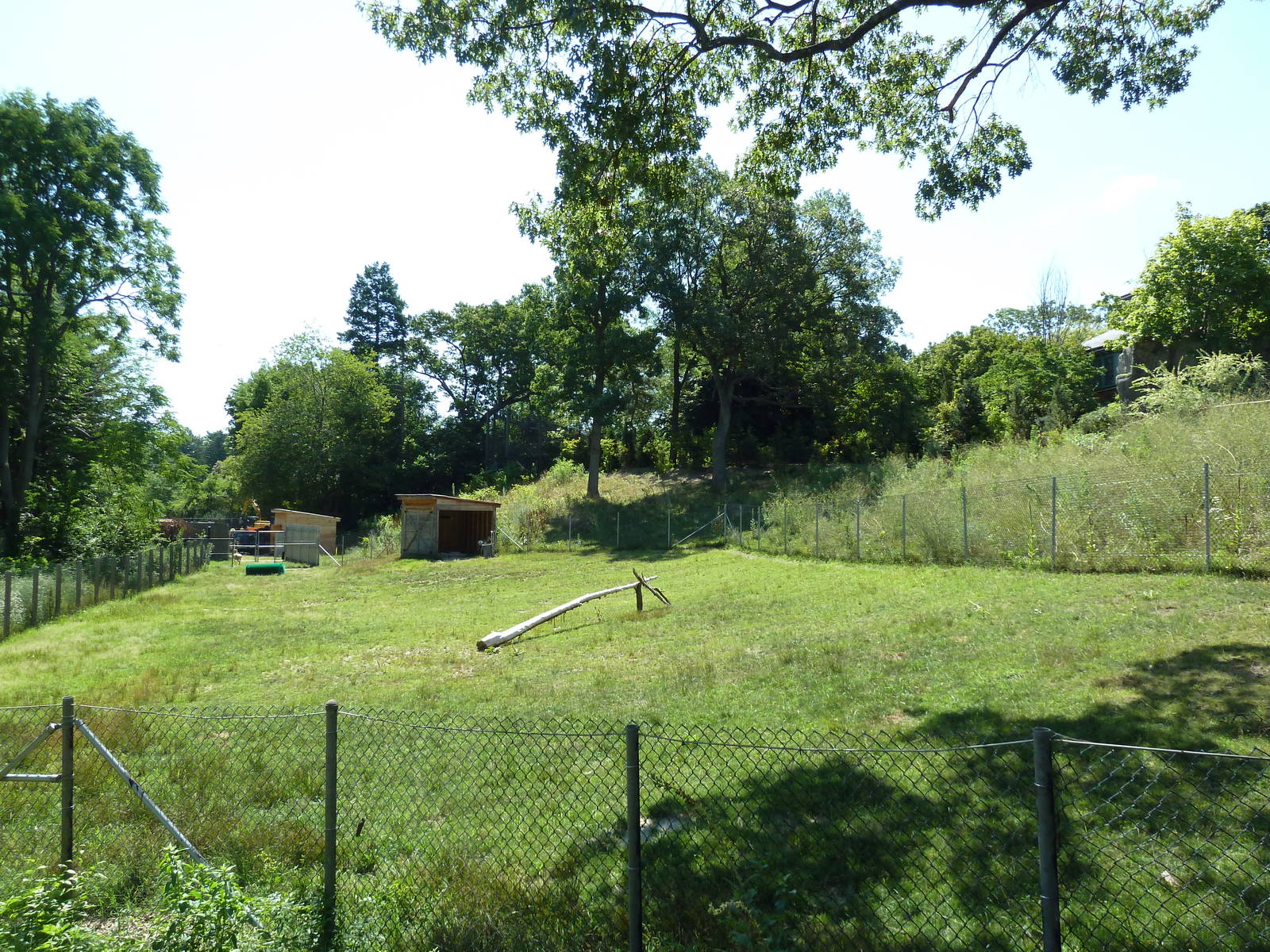 Pronghorn Antelope Exhibit