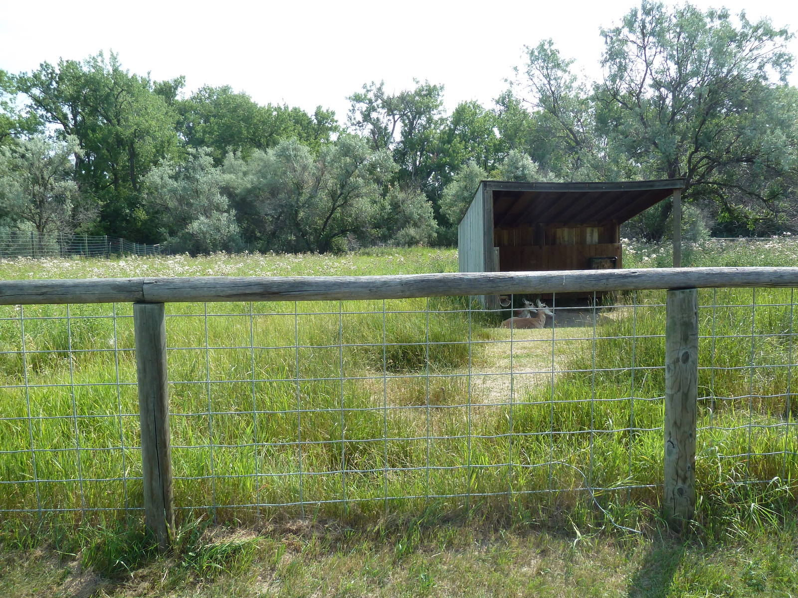Pronghorn Antelope Exhibit