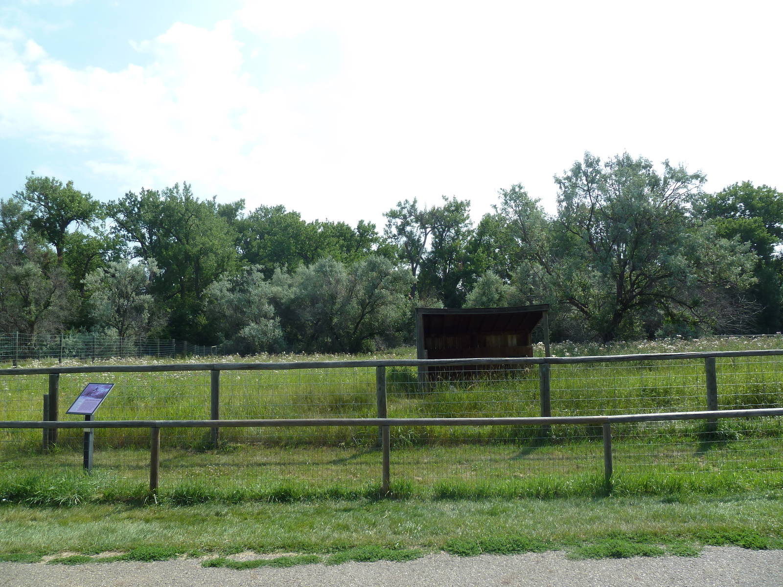 Pronghorn Antelope Exhibit