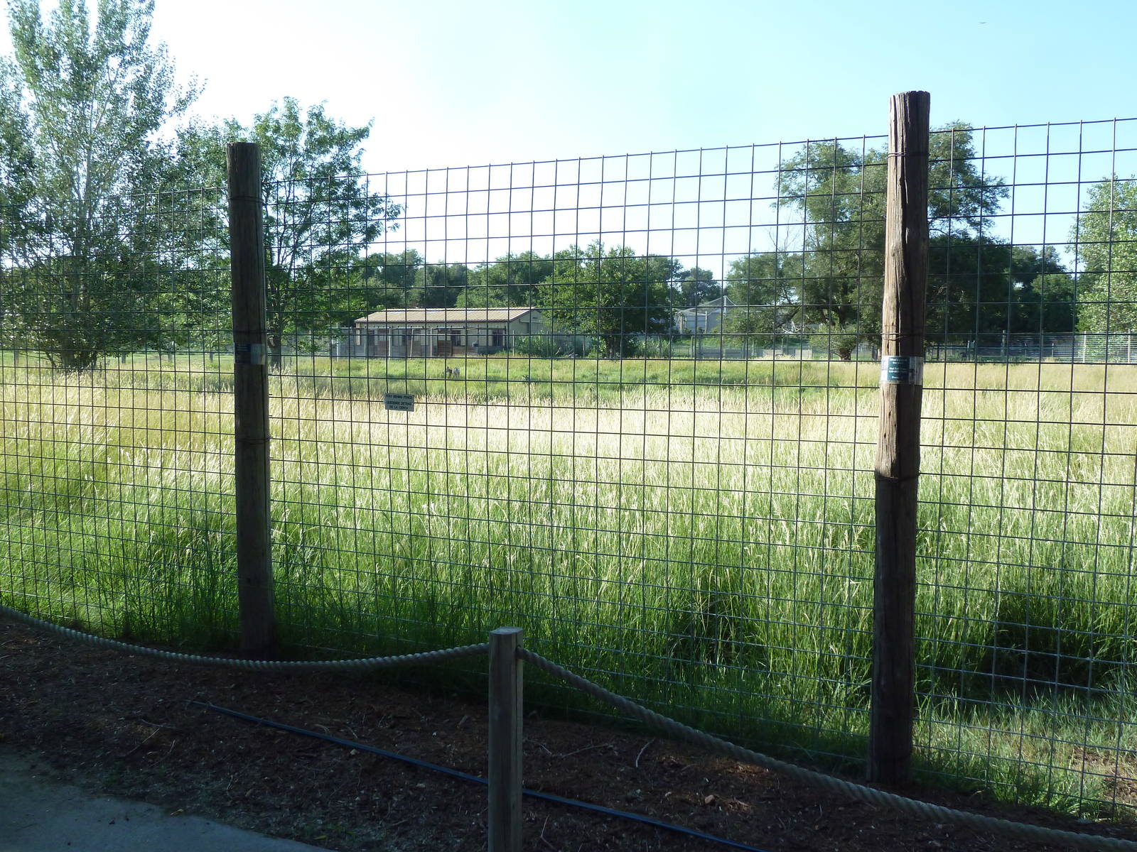 Pronghorn Antelope Exhibit