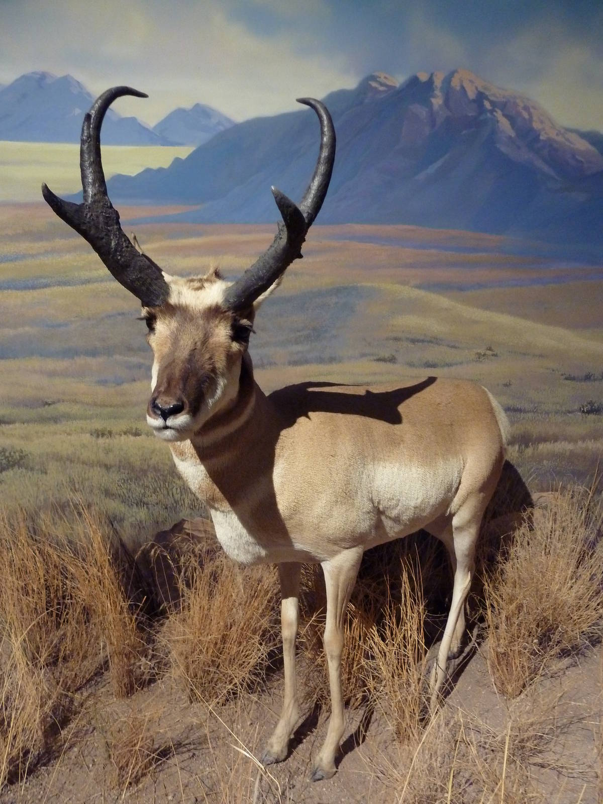 Pronghorn Antelope