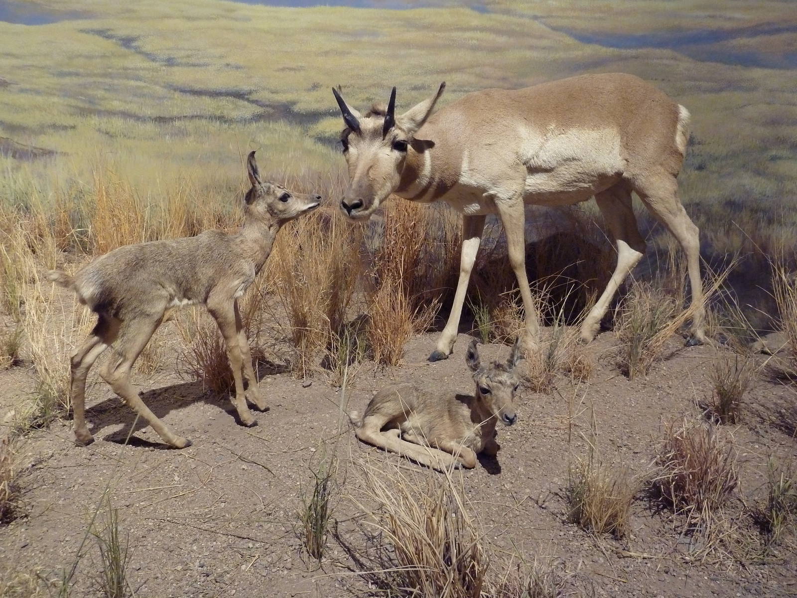 Pronghorn Antelopes