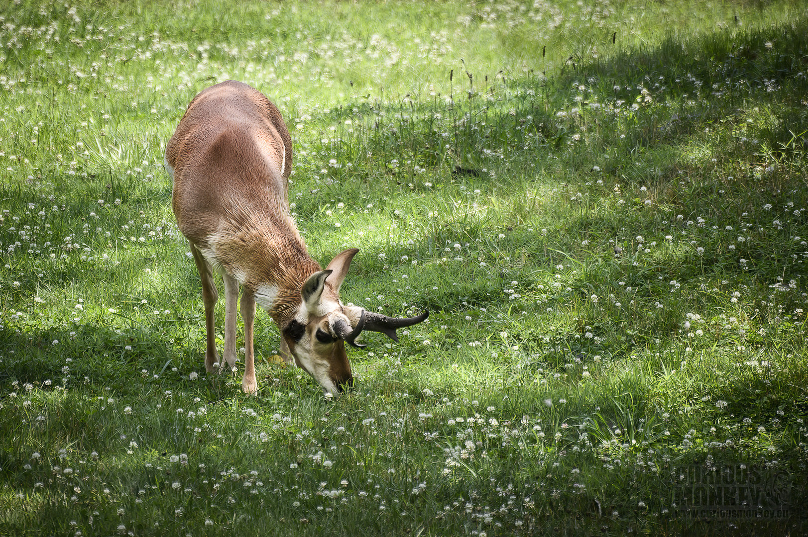 Pronghorn (antilocapra americana) 06/20