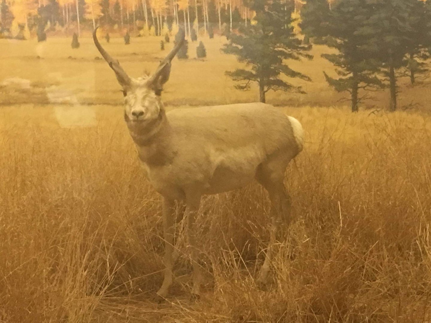 Pronghorn (Antilocapra americana americana)