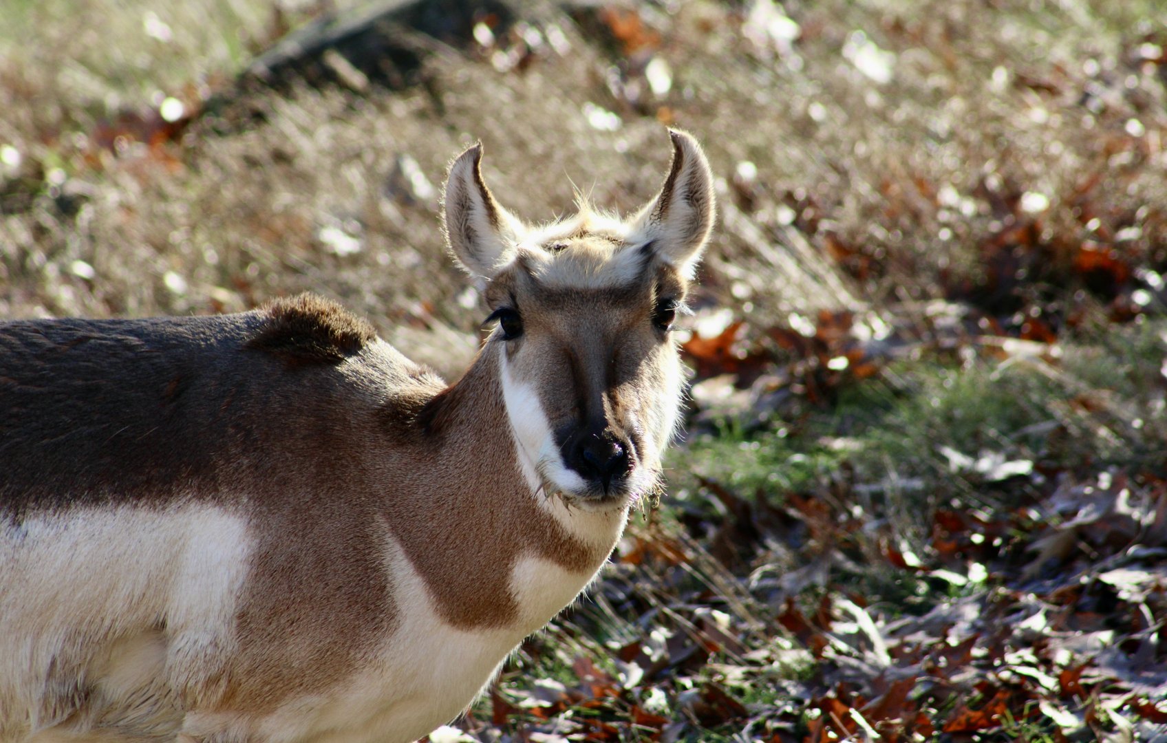 Pronghorn (Antilocapra americana) female