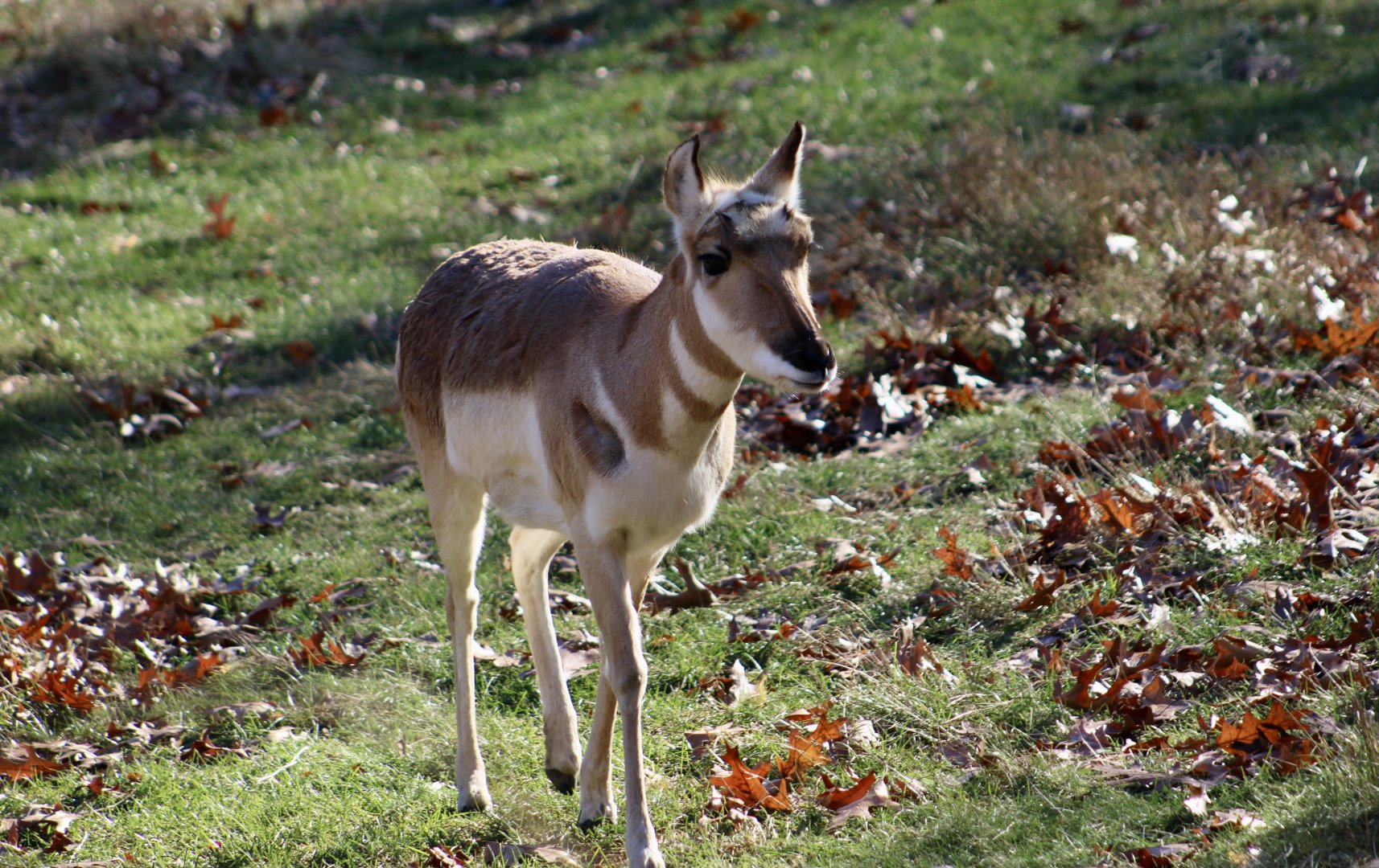 Pronghorn (Antilocapra americana) female