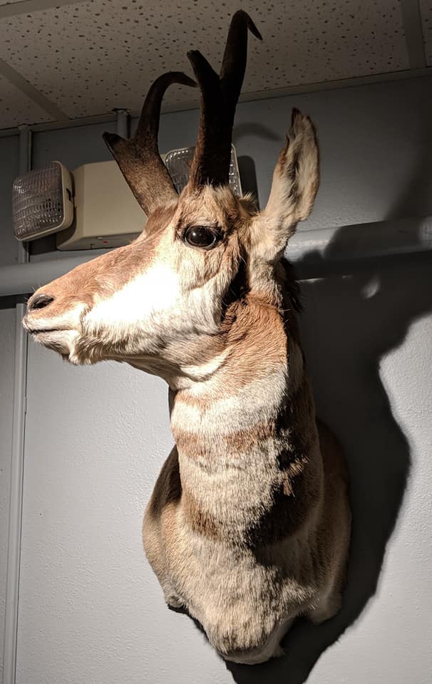 Pronghorn (Antilocapra americana) head mount.