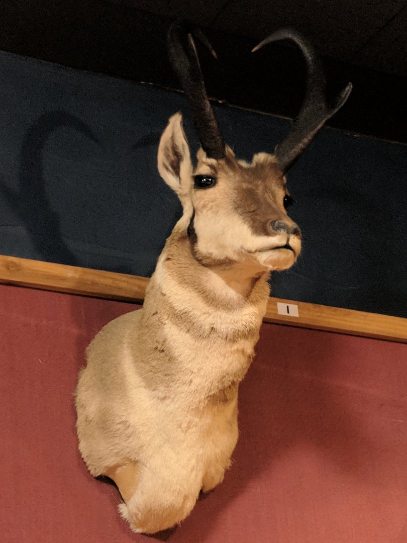 Pronghorn (Antilocapra americana) head mount