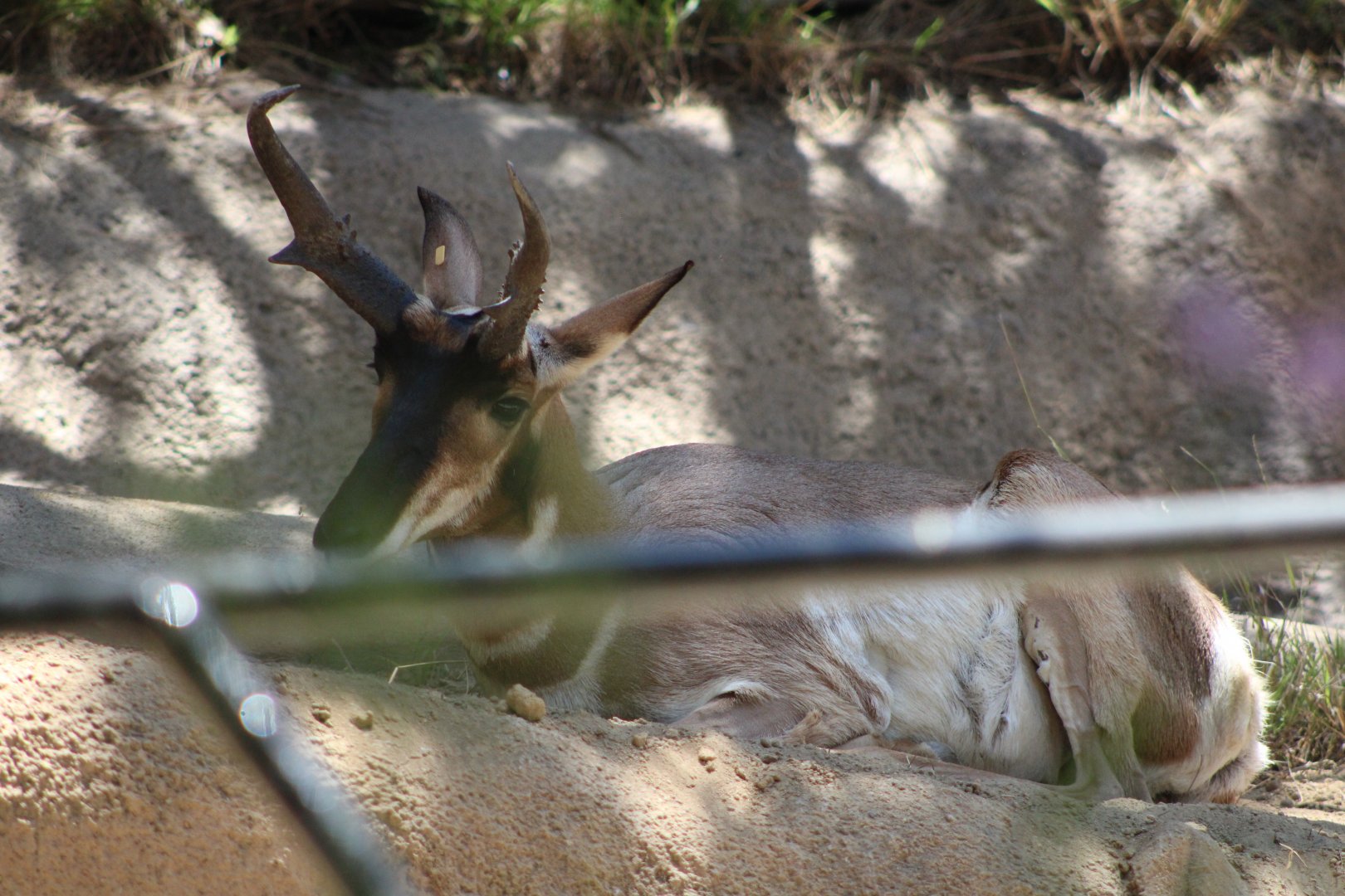Pronghorn (Antilocapra americana ssp.)