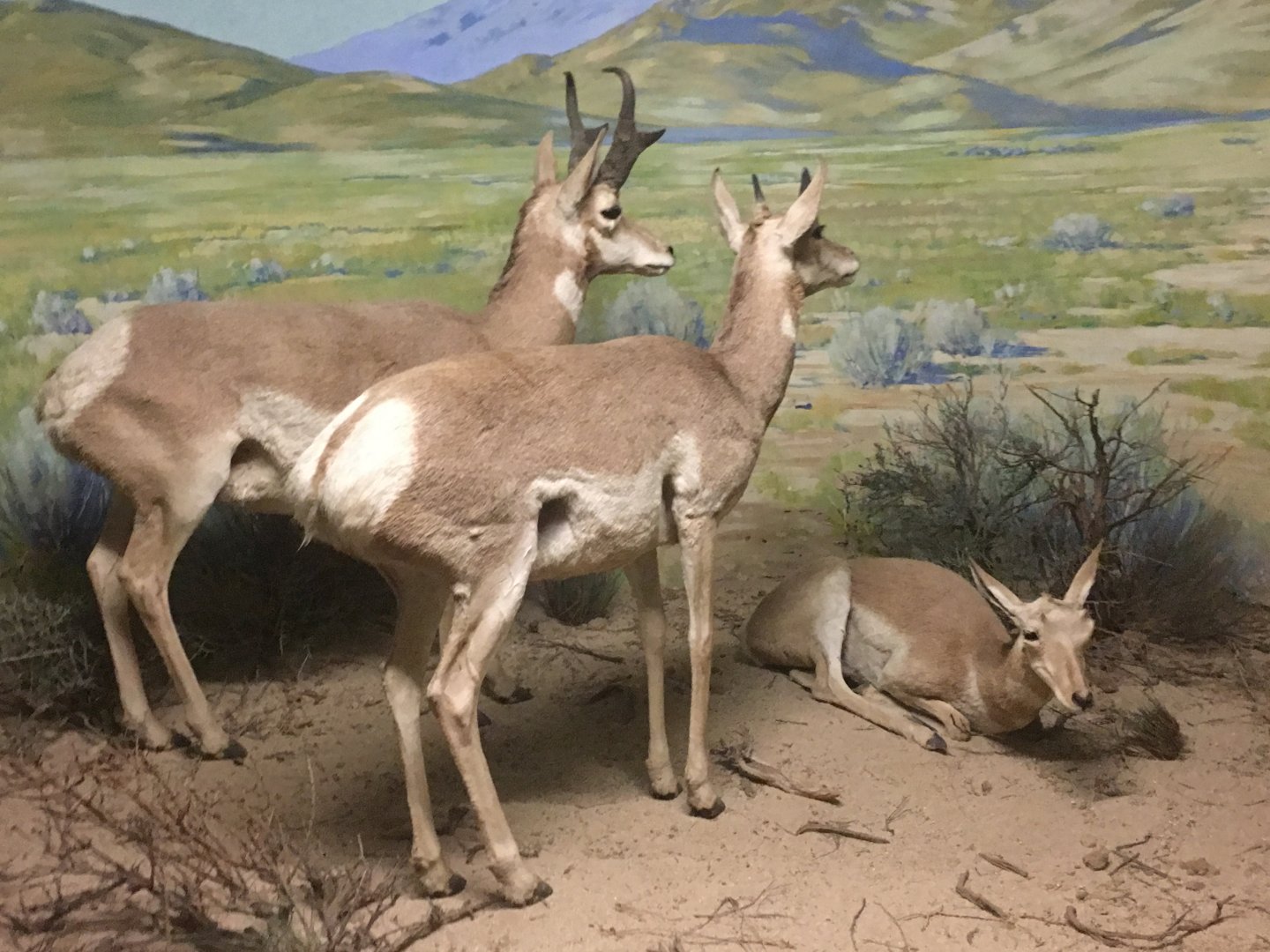 Pronghorn (Antilocapra americana)