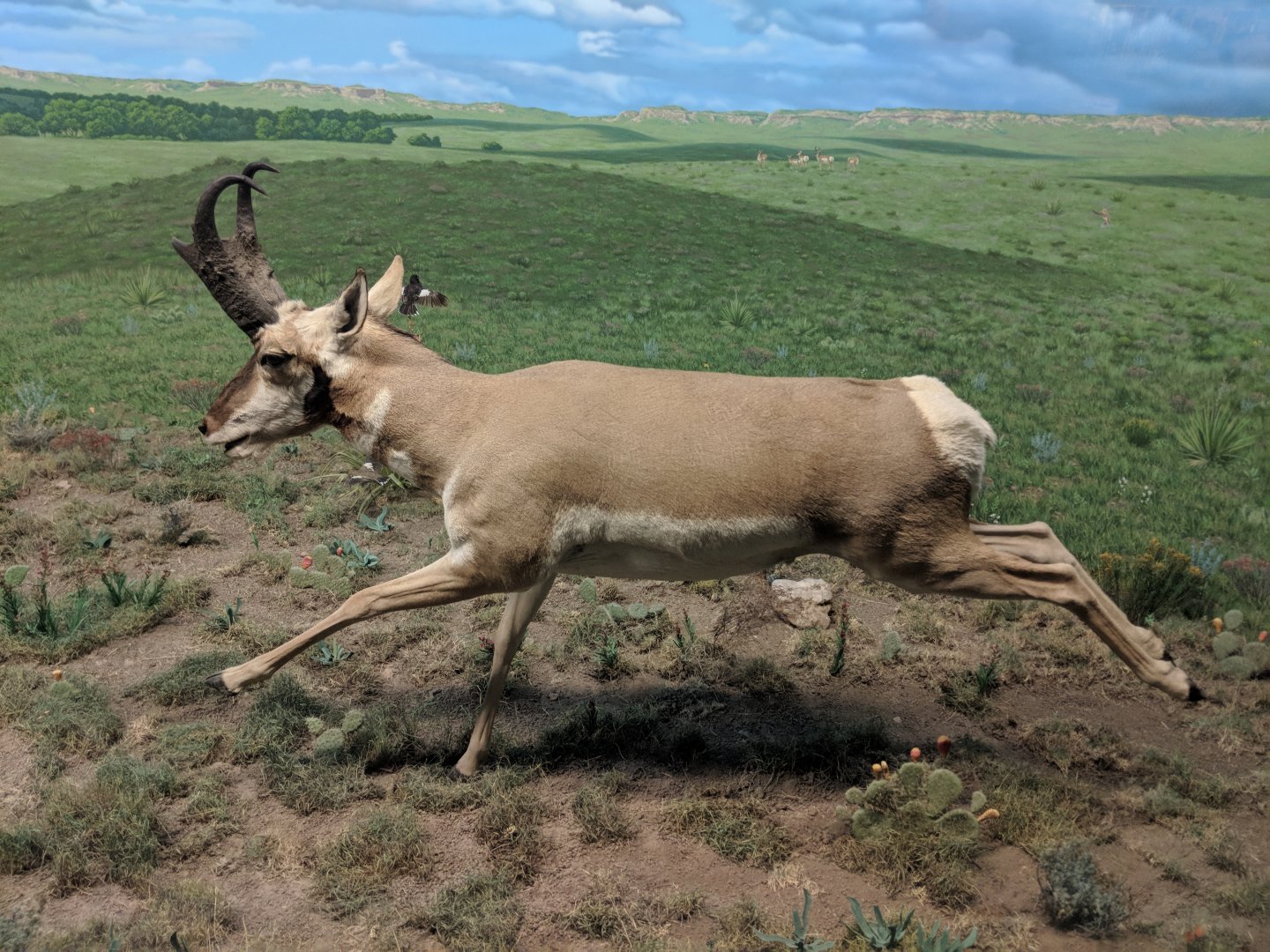 Pronghorn (Antilocapra americana)