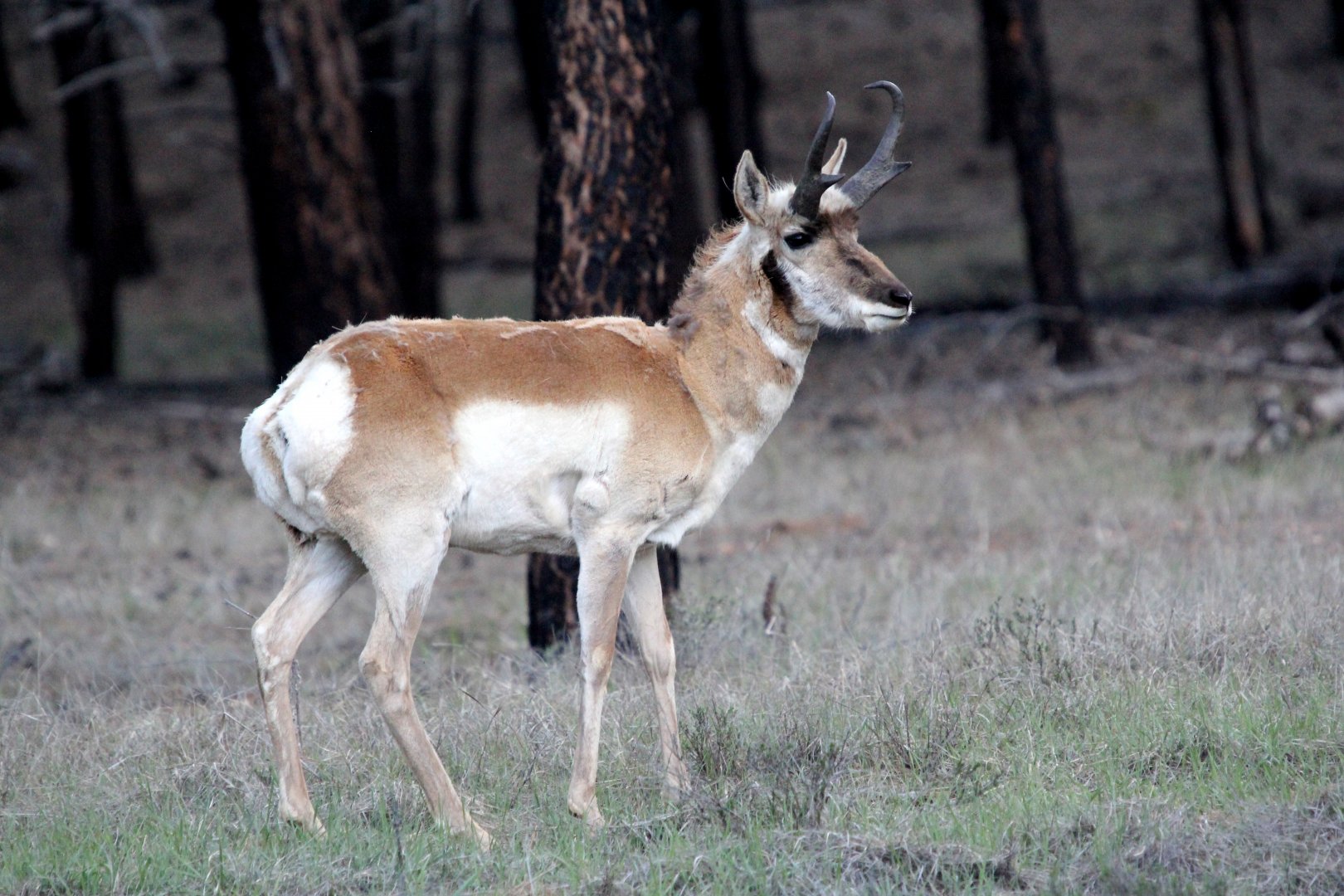 pronghorn (Antilocapra americana)