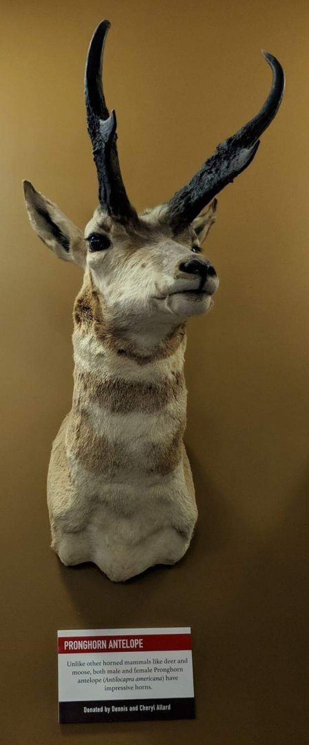 Pronghorn (Antilocapra americana)