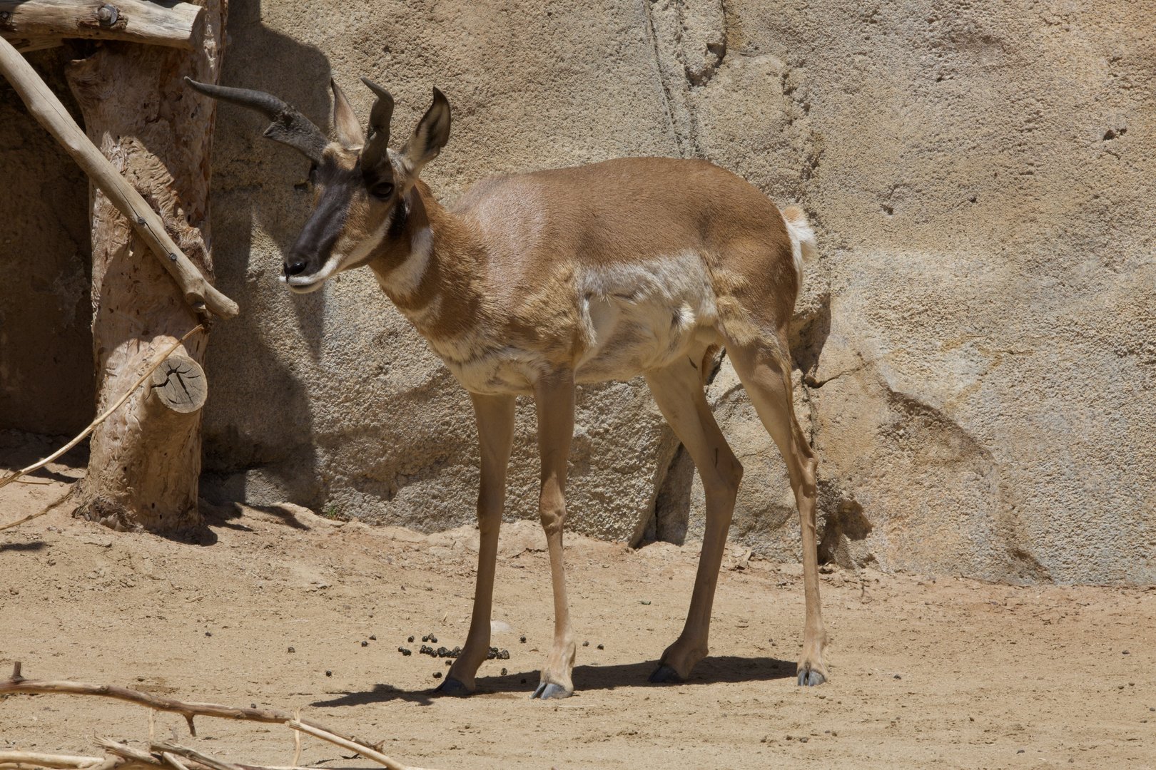 Pronghorn/ Antilocapra americana