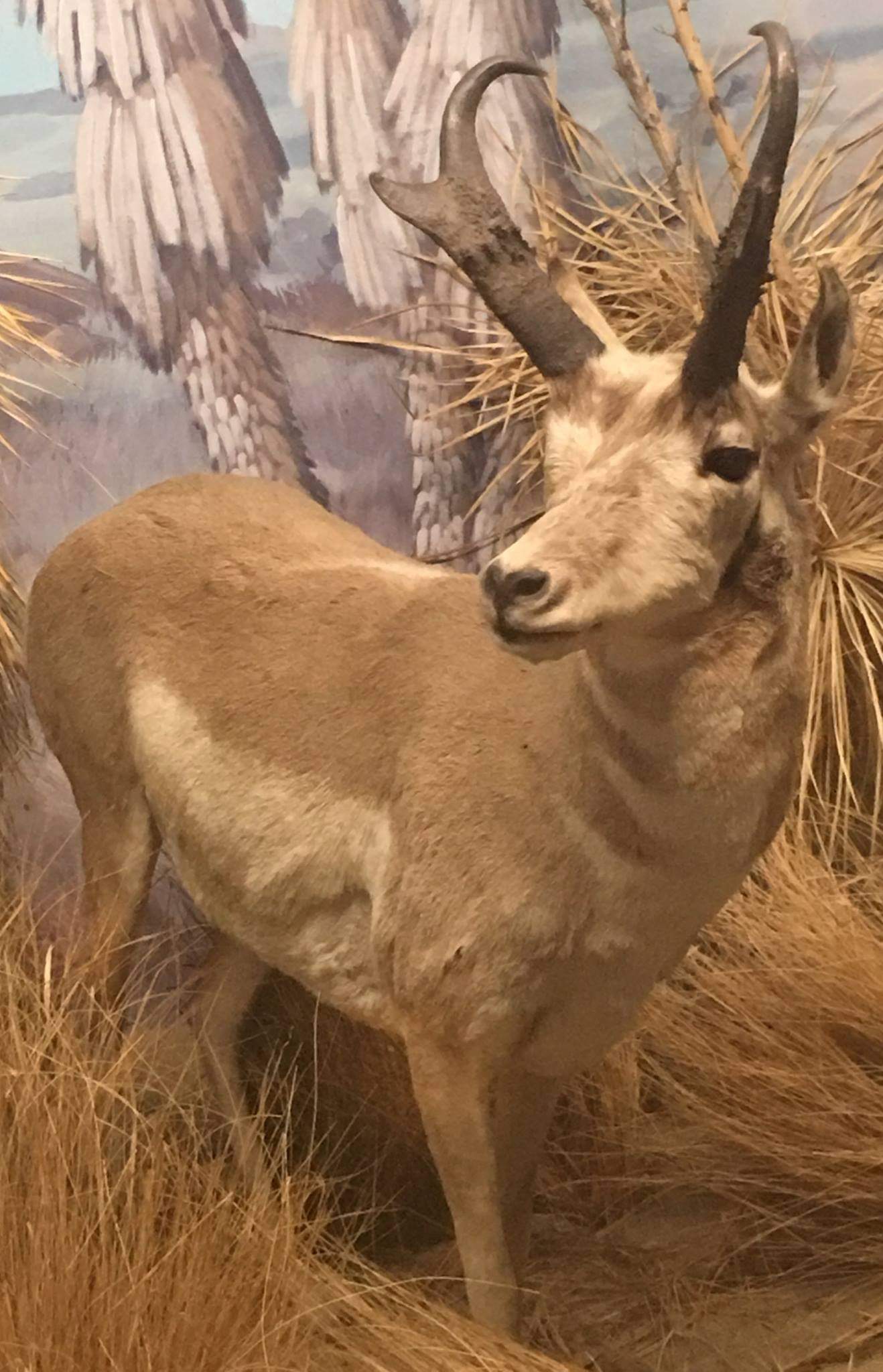 Pronghorn (Antilocapra americana)