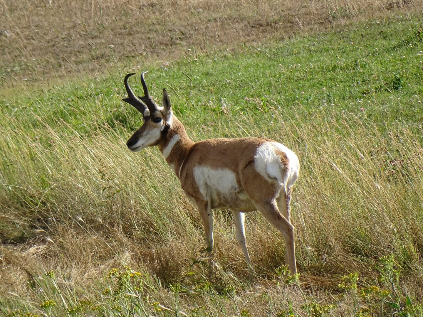 Pronghorn (Antilocapra americana)