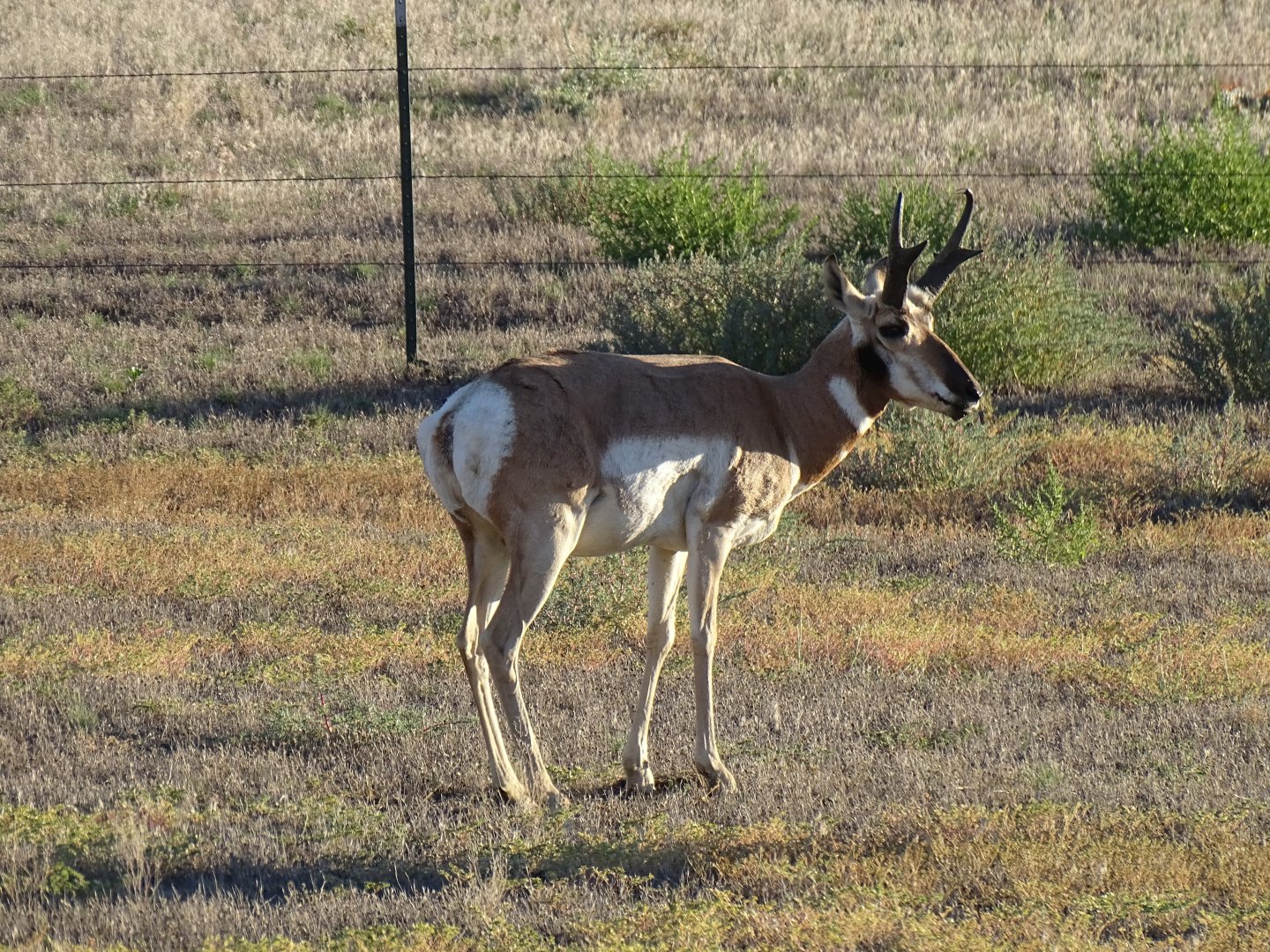 Pronghorn (Antilocapra americana)