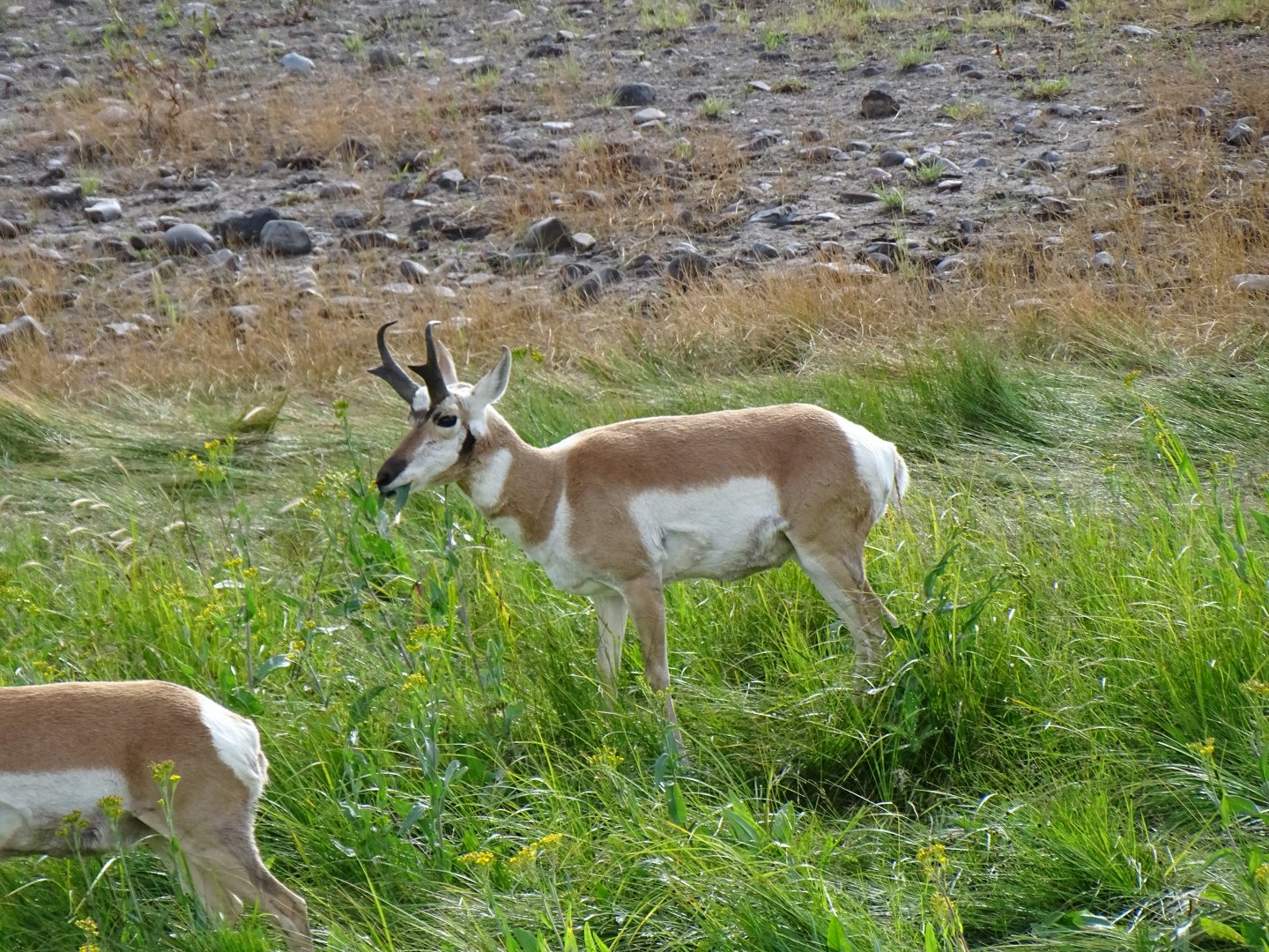 Pronghorn (Antilocapra americana)