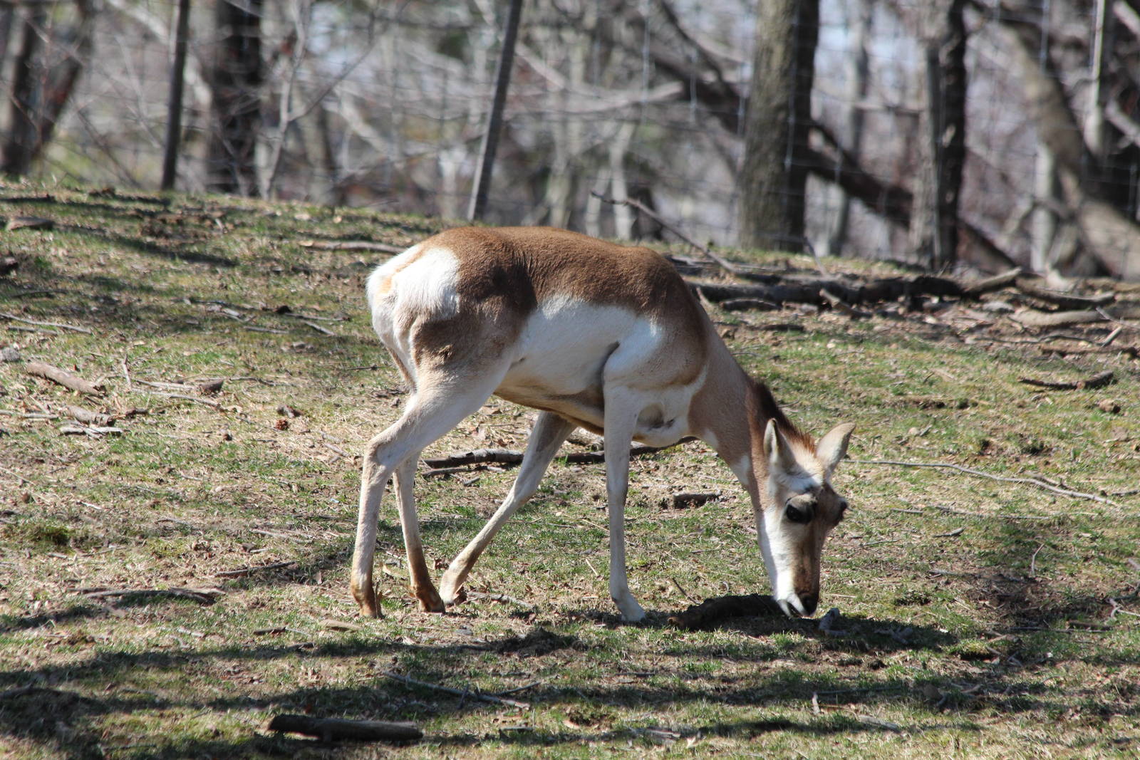 Pronghorn - Apr 2014