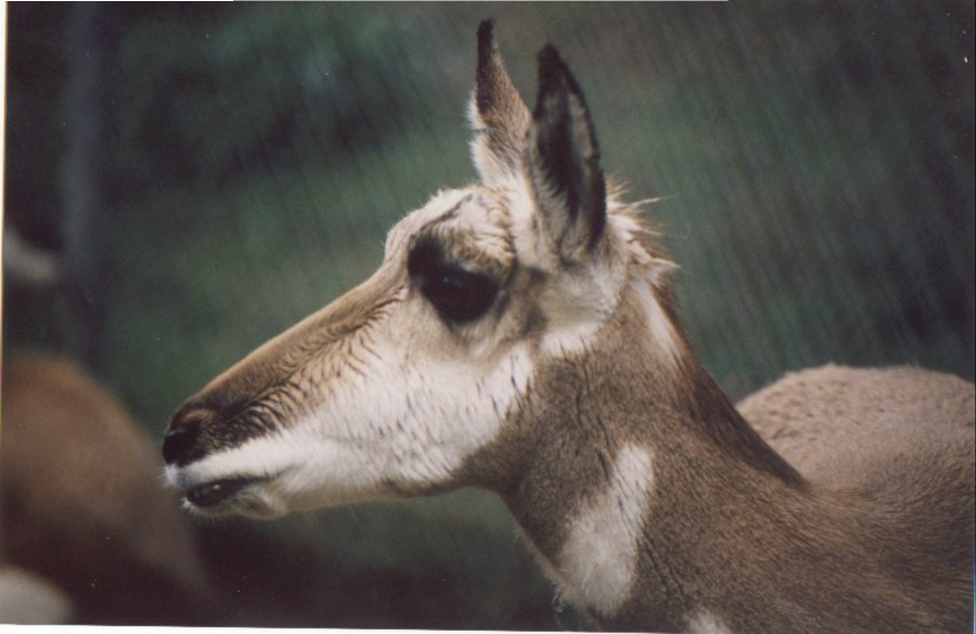 Pronghorn at LA Zoo, 2000