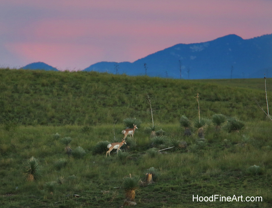Pronghorn at twilight