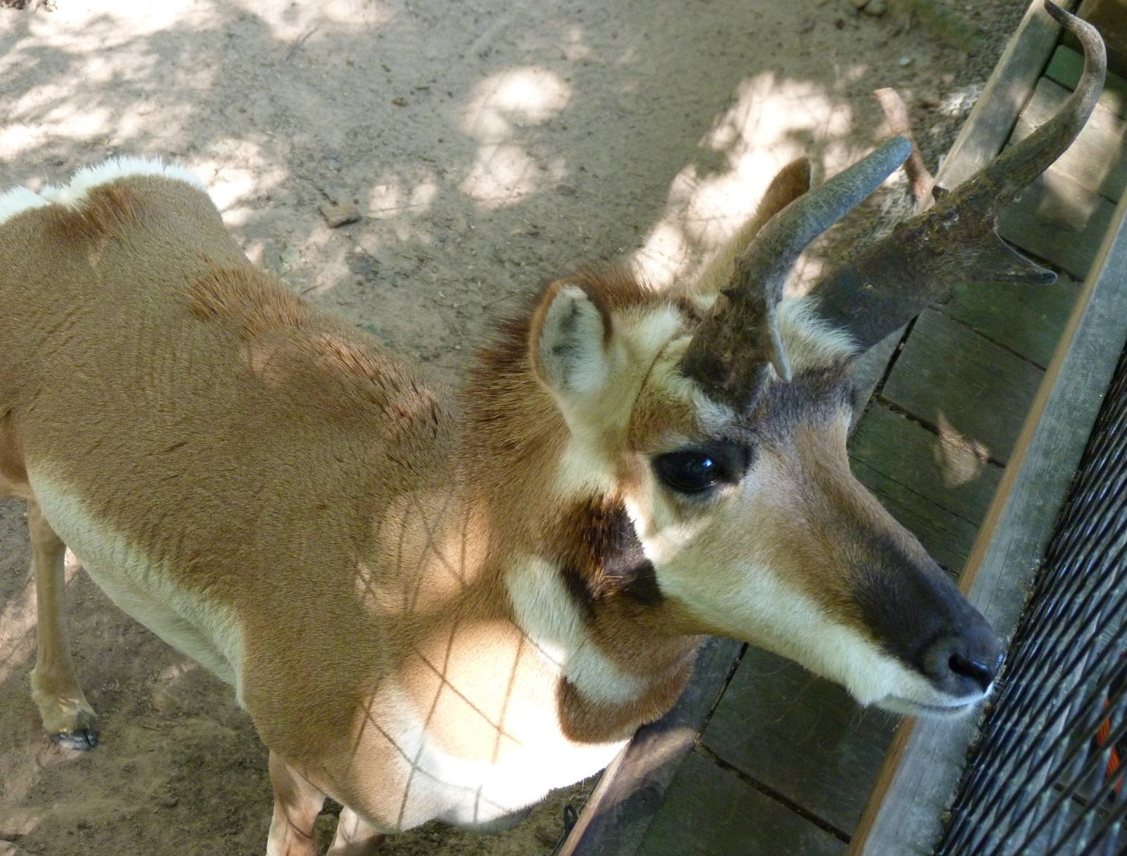 Pronghorn - August 2014