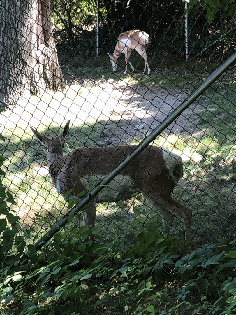 Pronghorn - August, 2020