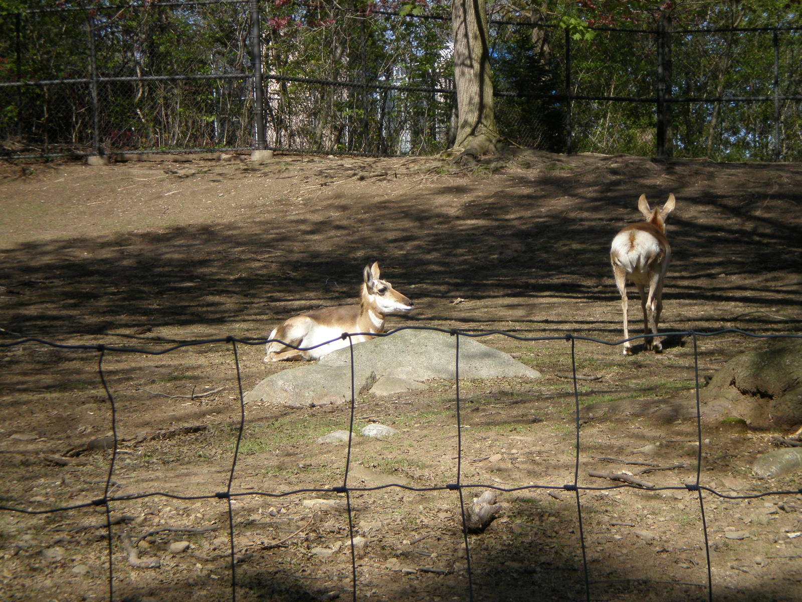 Pronghorn- Beardsley Zoo MAY07 V