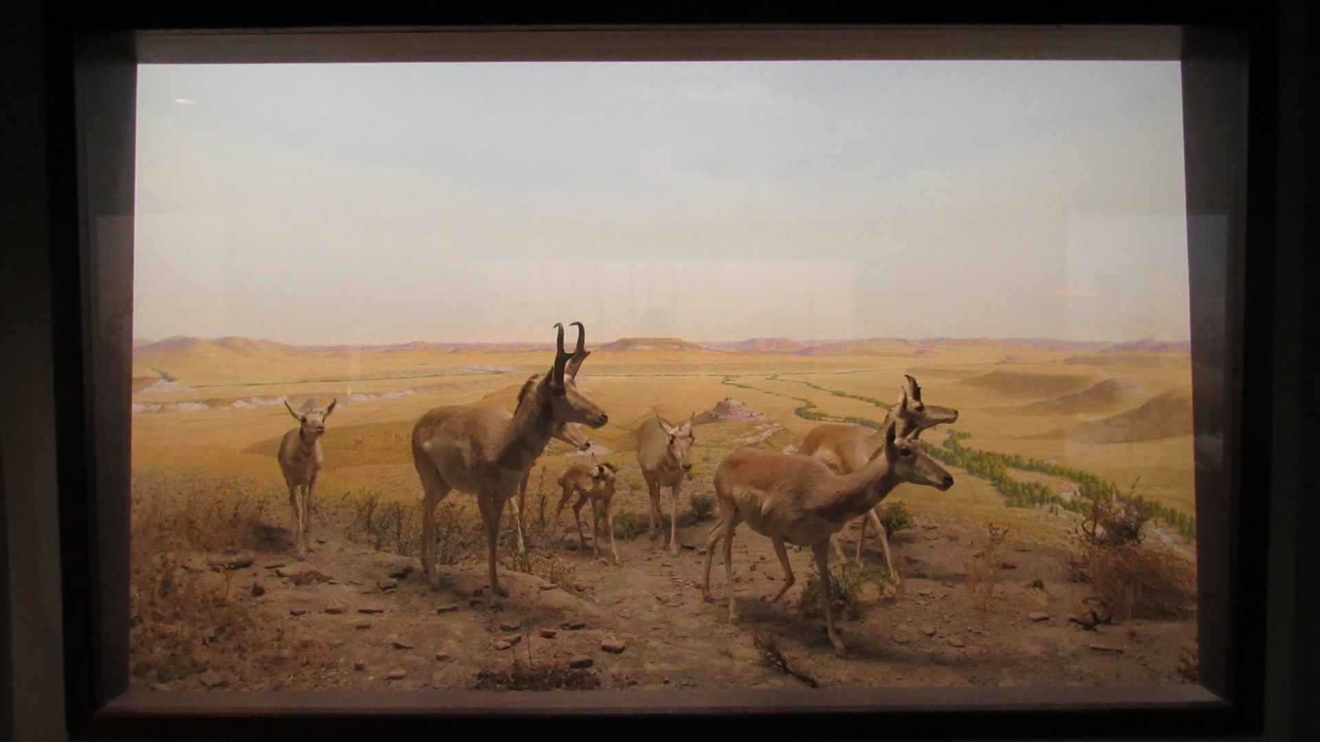 Pronghorn Diorama