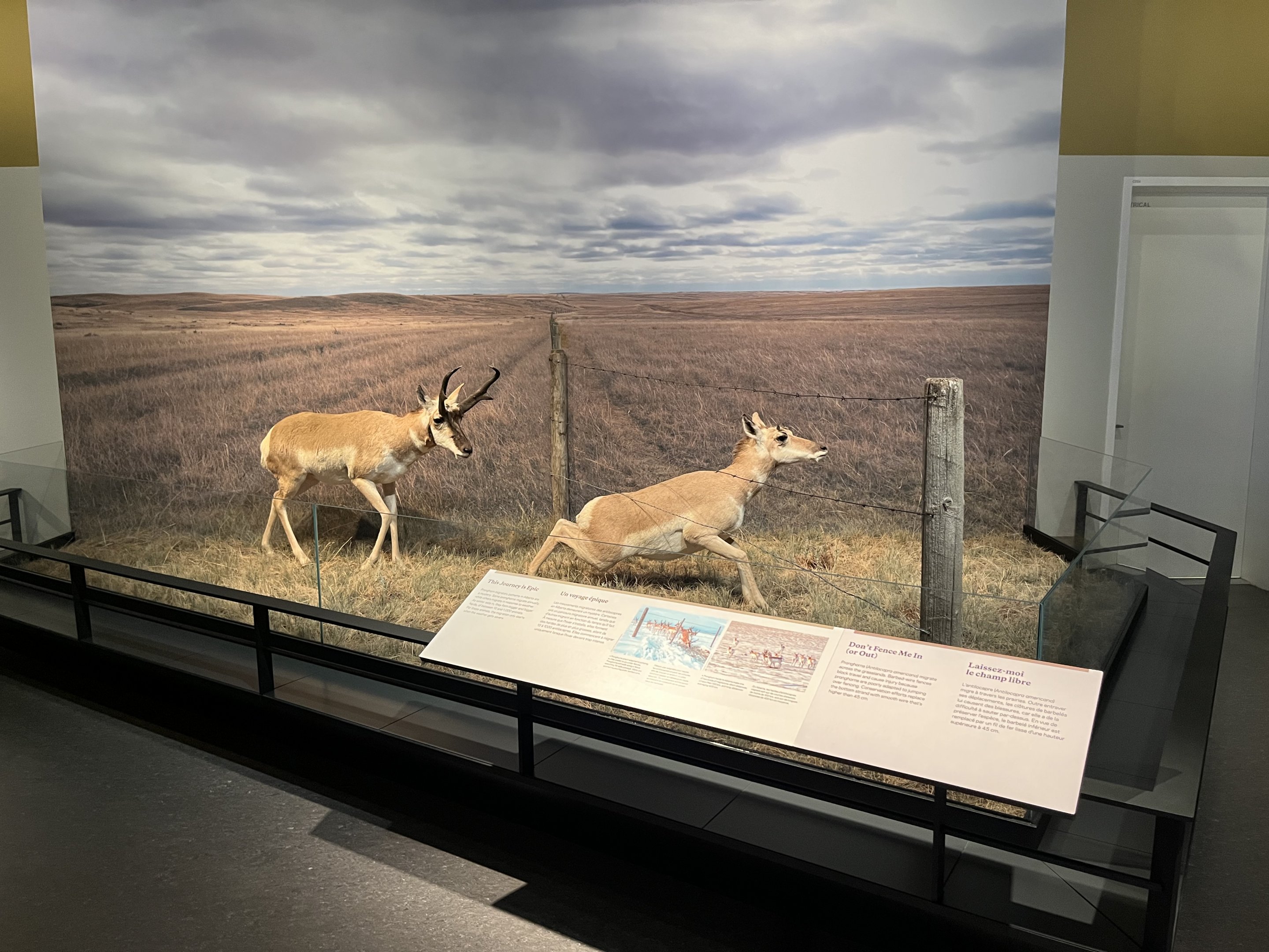 Pronghorn Diorama