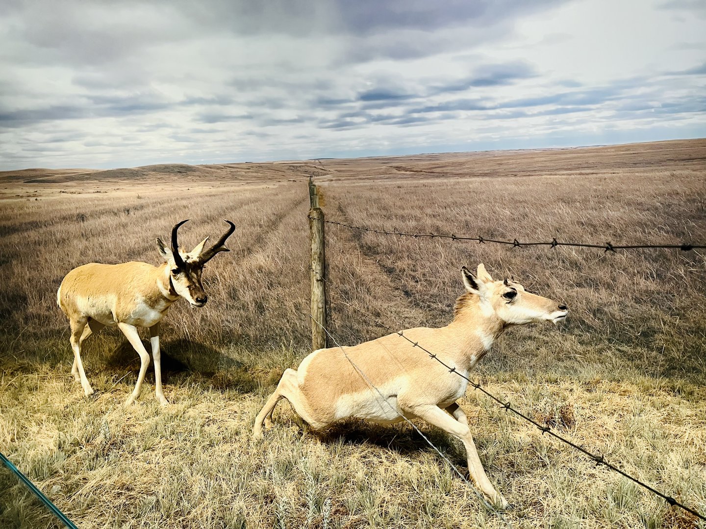 Pronghorn Diorama